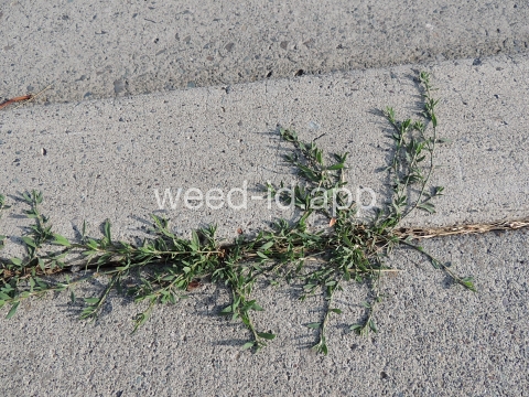 knotweed, prostrate